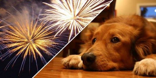 Confira dicas para proteger seu cachorro do barulho feito por fogos de artifício no Ano Novo
