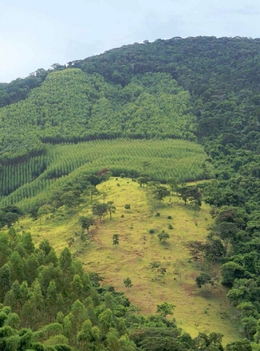 Programa Fomento Florestal da Cenibra é alternativa de renda para produtores rurais