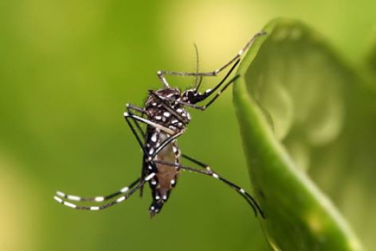 Três cidades mineiras em risco e mais 53 em alerta para dengue, chikungunya e zika