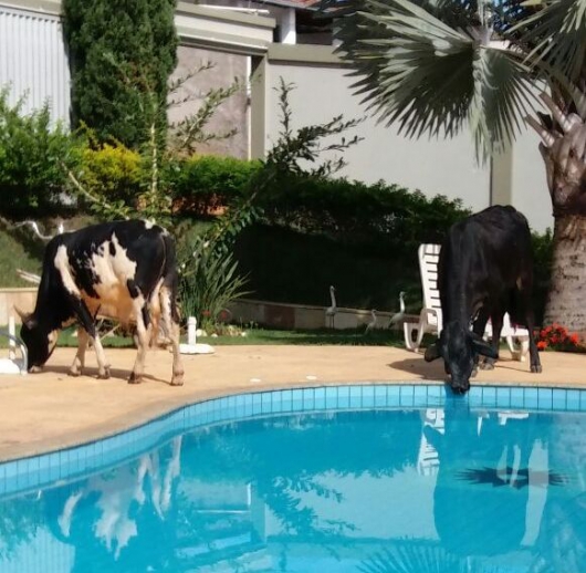 Guanhães: Moradora do Colina Verde esquece portão aberto e depara com mais de 10 vacas dentro de sua casa