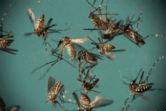 Mais de 90% dos casos de chikungunya estão concentrados no Leste de Minas