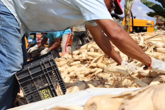 Projeto agrícola apoiado pela CENIBRA produz mais de 150 toneladas de alimentos