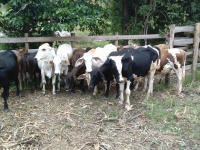 Gado furtado em Virginópolis é recuperado em Santa Efigênia de Minas