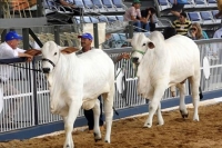 IMA torna obrigatório o exame de brucelose para animais em leilões de rebanho geral