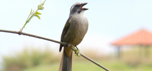 CANTO DE FIBRA: Guanhães vai sediar Torneio de Canto de Aves neste domingo