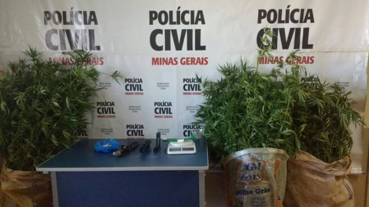 Polícia Civil localiza plantação de maconha e apreende instrumentos ligados ao tráfico em Capelinha