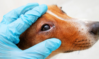 ATENÇÃO TUTORES: Guanhães está com surto de Cinomose Canina
