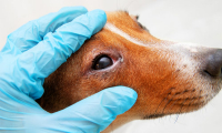 ATENÇÃO TUTORES: Guanhães está com surto de Cinomose Canina