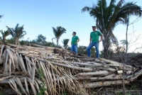 Minas volta a liderar ranking do desmatamento da Mata Atlântica