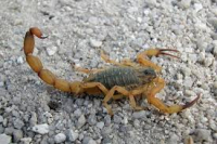Período chuvoso ascende alerta para acidentes com animais peçonhentos