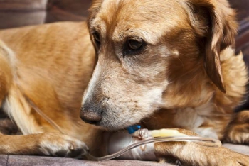 MUNDO PET: Especialista alerta sobre o aumento do número de casos de parvovirose canina em Guanhães!