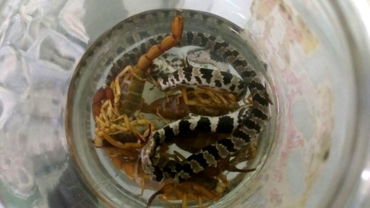 Moradora do bairro Amazonas encontra dezenas de cobras e escorpiões no quintal de casa