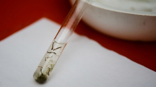 EUA vão testar vacina contra o Zika em humanos antes do fim do ano