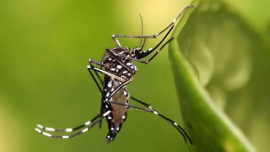 Com nova metodologia de registro, casos de zika vírus disparam e chegam a 789 em Minas