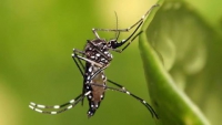 Com nova metodologia de registro, casos de zika vírus disparam e chegam a 789 em Minas