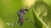 Com nova metodologia de registro, casos de zika vírus disparam e chegam a 789 em Minas