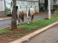 Curral Municipal de Guanhães já tem local definido e será viabilizado, informa Prefeitura