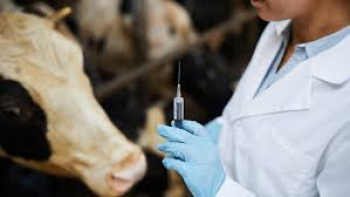 Emater alerta sobre importância do manejo sanitário de bovinos e disponibiliza cartilha para os produtores