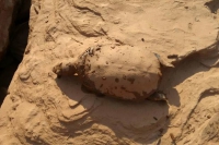 Lama do rompimento das barragens em Mariana chega a Governador Valadares