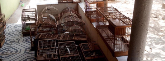 Ações contra tráfico de animais no Estado aplicam mais de R$ 2 milhões em multas