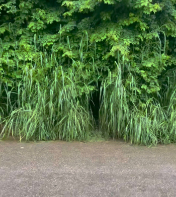 GUANH&Atilde;ES: Moradora do Bairro Santa Tereza denuncia ato obsceno praticado por homem nu no Bairro Santa Tereza