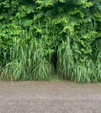 GUANH&Atilde;ES: Moradora do Bairro Santa Tereza denuncia ato obsceno praticado por homem nu no Bairro Santa Tereza