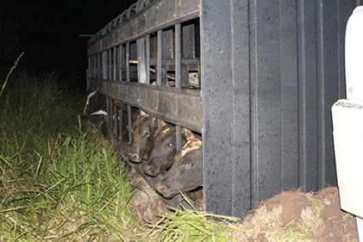 FERROS: Motorista fica ferido ao tombar caminhão carregado com bovinos na MGC-120