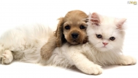 Norma nacional: Pet shops ter&atilde;o de manter veterin&aacute;rio para inspe&ccedil;&otilde;es di&aacute;rias