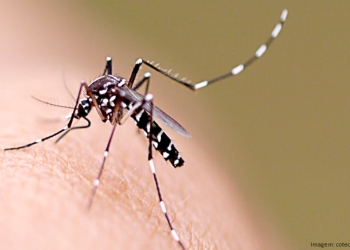 Minas registra 10 mil novos casos de dengue em uma semana; cinco pessoas já morreram neste ano