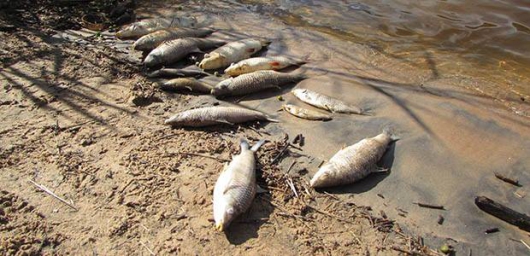 Rio Santo Antônio está com ferro acima da quantidade tolerada