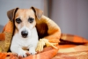 ESPECIAL DE INVERNO: Os pets tamb&eacute;m necessitam de cuidados no per&iacute;odo mais frio do ano!