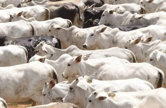 Febre Aftosa: 95,48% de animais foram vacinados no IMA Guanhães