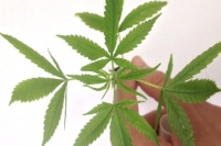 SAÚDE: Pacientes estão demandando cada vez mais uso medicinal da cannabis, dizem médicos