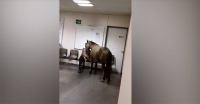 Vídeo mostra homem com cavalo dentro de Pronto-Socorro de Itabira