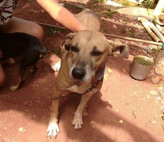 ONG pets de Rua e adoção Guanhães conta com ajuda da população para resgatar cadela doente