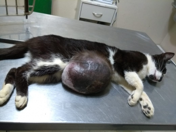 SOLIDARIEDADE PET: Gatinha é resgatada com tumor enorme na barriga!