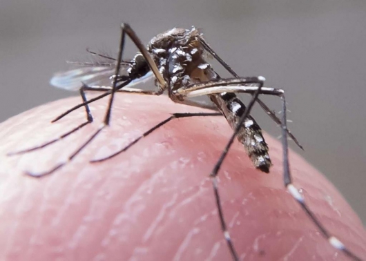 Anvisa registra teste rápido para detecção do vírus Zika em até 20 minutos