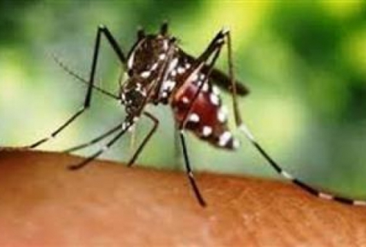 Caseiro e barato: vídeo ensina como fazer repelente contra picada do mosquito da dengue