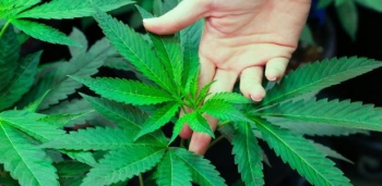Anvisa inclui Cannabis sativa em lista de plantas medicinais
