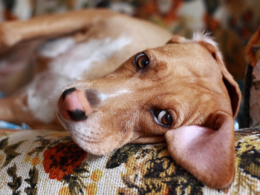 SURTO DE CINOMOSE EM GUANHÃES: Proprietários devem evitar sair com seus cães mesmo que eles estejam vacinados contra a doença, alerta veterinária