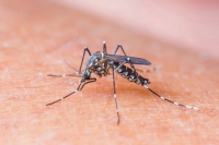Brasil tem 3 mil casos suspeitos de microcefalia relacionada ao Zika