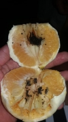 Informações sobre laranjas contaminadas com chumbinho circulam nas redes sociais e preocupam internautas da região