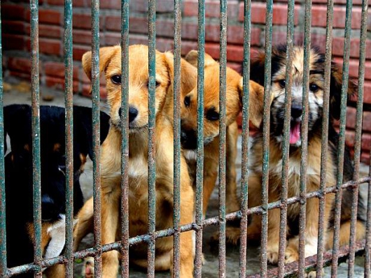 Proibição da eliminação de animais por canis será votada no Senado
