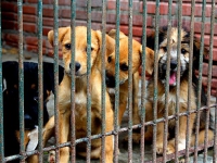 Proibição da eliminação de animais por canis será votada no Senado
