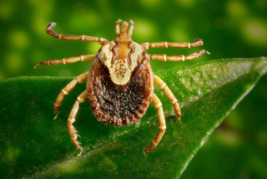 FEBRE MACULOSA: Saiba mais sobre a doença prevenção, sintomas e tratamento