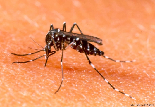 Número de casos de dengue sobe 30% e mais duas mortes são registradas em Minas