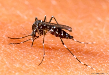 Número de casos de dengue sobe 30% e mais duas mortes são registradas em Minas