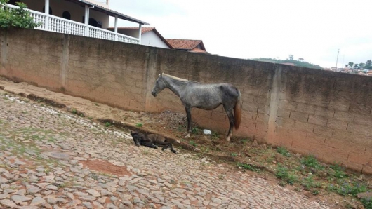 Égua dá a luz no meio da rua em Guanhães