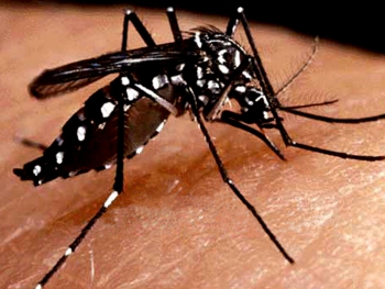 SAÚDE: Minas tem mais de 19 mil casos de dengue; 29 cidades estão em situação de risco para surto