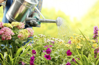 Você sabia que as plantas necessitam de cuidados especiais nos dias quentes e secos ?